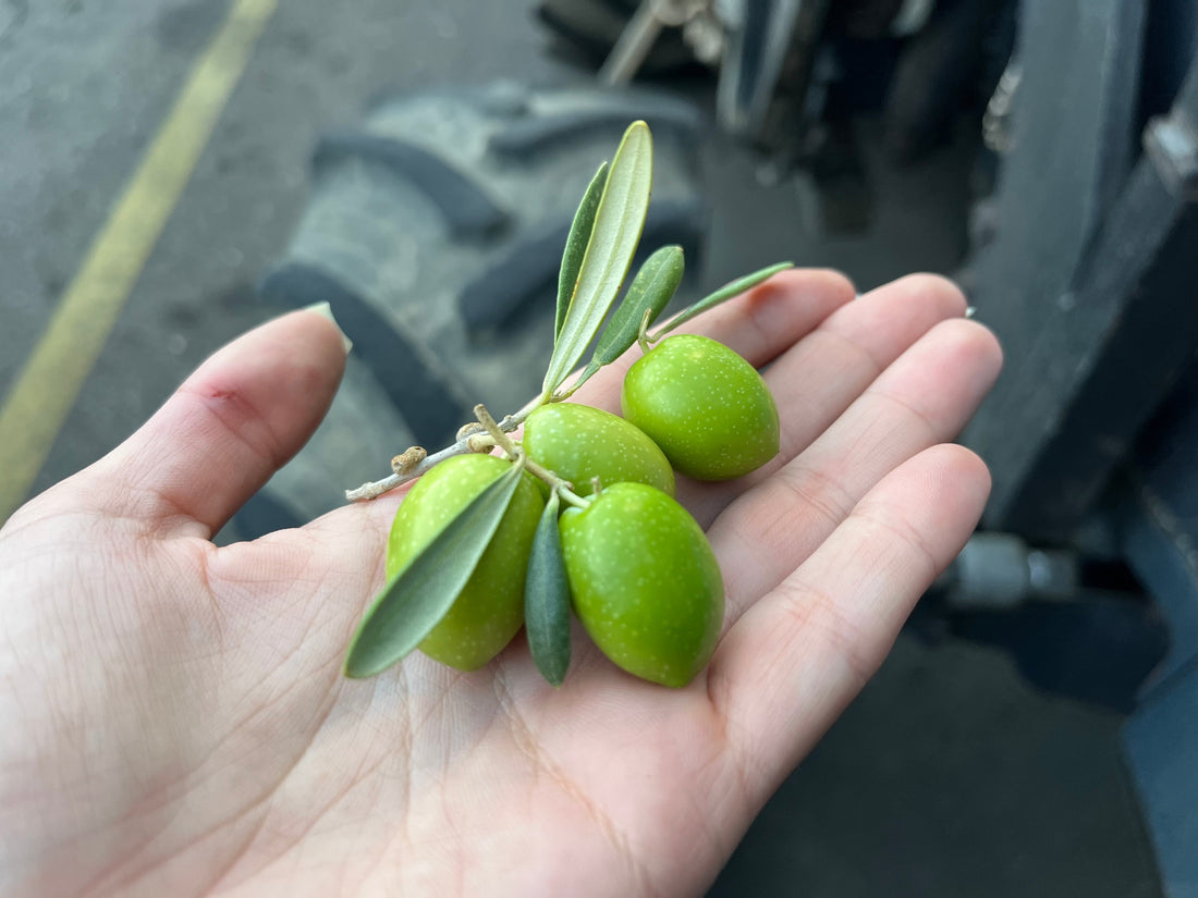 Qué es la Manzanilla Cacereña y por qué produce uno de los aceites más singulares de España
